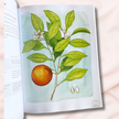 The Ultimate Guide to Aromatherapy | Paperback Book by Jade Shutes & Amy Galper