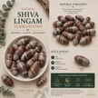 Shiva Lingam Tumblestone – Grounding, Balance & Divine Energy