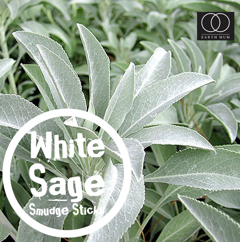 White Sage Smudge sticks Yoga Meditation Sacred Rituals Cleansing Smudging Healing