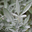 White Sage Smudge Sticks, Cleansing wand for Yoga & Meditation - Cleansing Rituals 10 -12cm