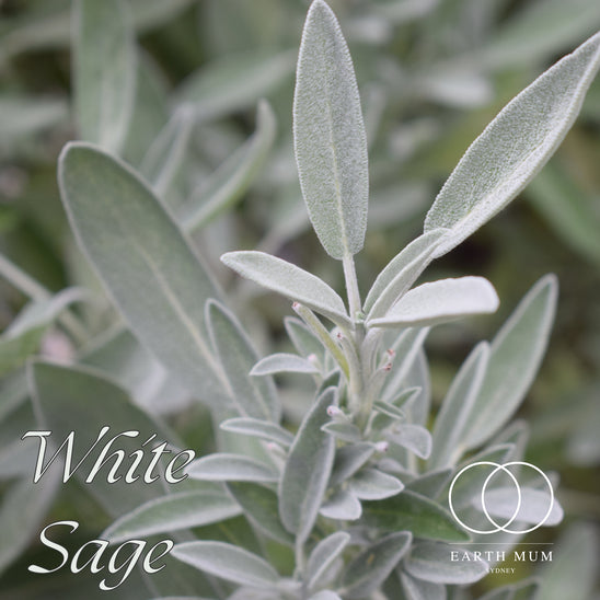 White Sage Smudge Sticks, Cleansing wand for Yoga & Meditation - Cleansing Rituals 10 -12cm