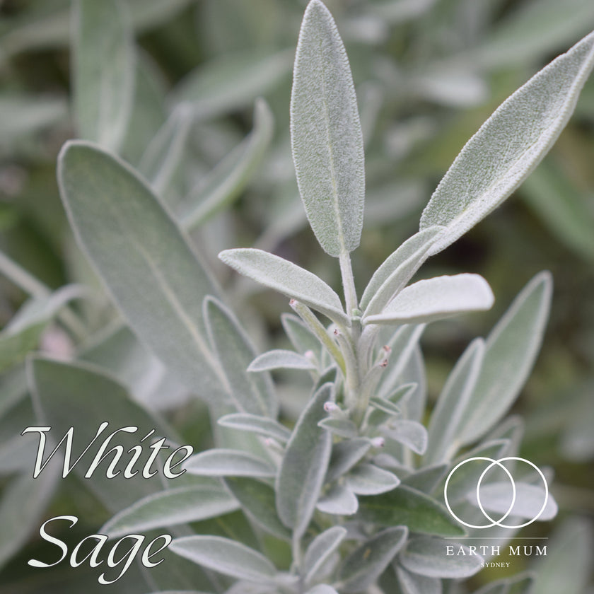 White Sage Smudge Sticks, Cleansing wand for Yoga & Meditation - Cleansing Rituals 10 -12cm