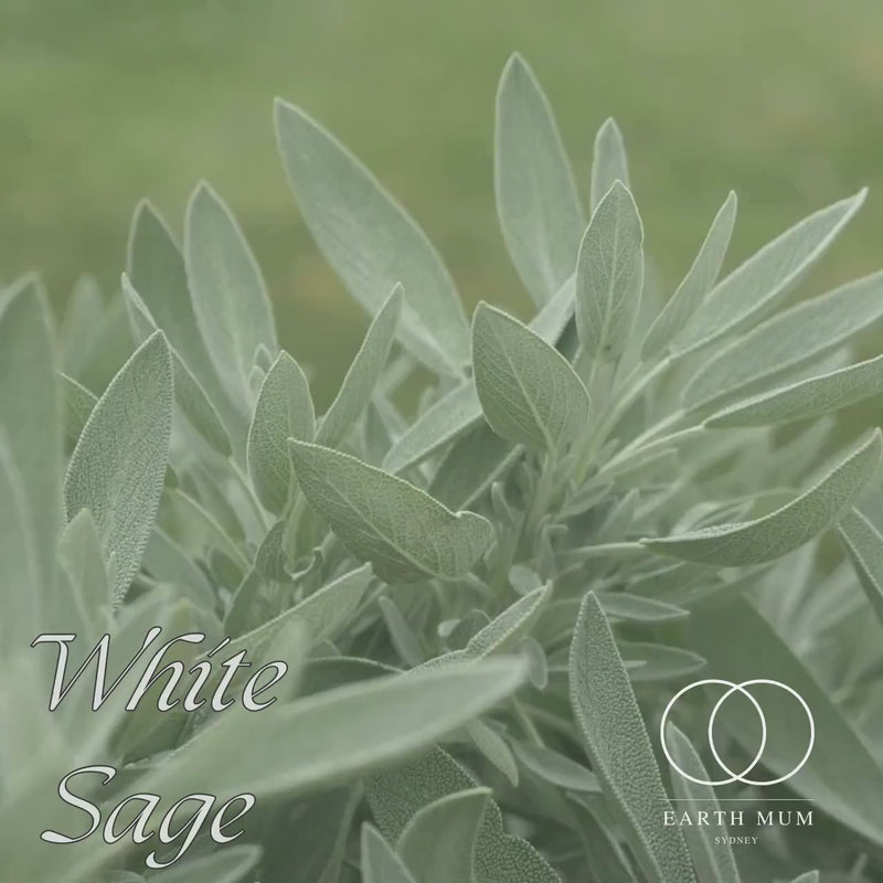 White Sage Smudge Sticks, Cleansing wand for Yoga & Meditation - Cleansing Rituals 10 -12cm