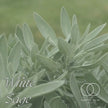 White Sage Smudge Sticks, Cleansing wand for Yoga & Meditation - Cleansing Rituals 10 -12cm